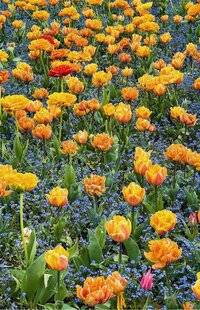 L'Ami des Jardins 1183 PRENDRE SOIN DES TULIPES