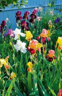 L'Ami des Jardins 1183 LE CHIFFRE DU MOIS 312