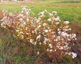 L'Ami des Jardins 1183 JE SÈME L'ASTER MARITIME