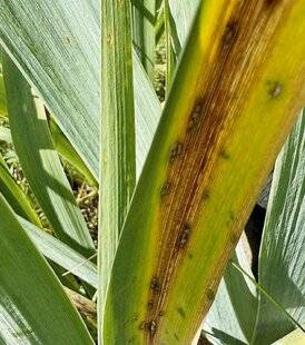 L'Ami des Jardins 1183 DES TACHES SUR LES FEUILLES D'IRIS