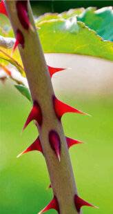 L'Ami des Jardins 1183 Aiguillon