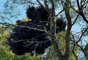 L'Ami des Jardins 1183 LA MALADIE DU BALAI-DE-SORCIÈRE