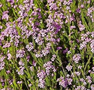 L'Ami des Jardins 1183 PLANTER LE BUISSON CONFETTI