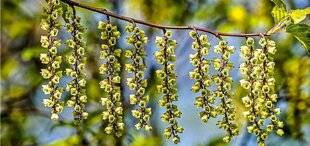 L'Ami des Jardins 1183 UN ARBUSTE MÉCONNU À FLORAISON HIVERNALE