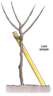 L'Ami des Jardins 1183 BIEN TUTEURER LES JEUNES ARBRES