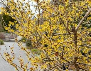 L'Ami des Jardins 1183 LES HAMAMÉLIS SONT EN FLEUR