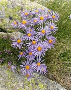 L'Ami des Jardins 1183 ÉTOILE DES NEIGES…