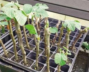 L'Ami des Jardins 1183 BOUTURER LE FIGUIER