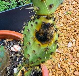 L'Ami des Jardins 1183 DE LA POURRITURE SUR LE FIGUIER DE BARBARIE