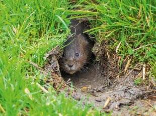 L'Ami des Jardins 1183 DÉGÂT DE TAUPE OU DE CAMPAGNOL ?