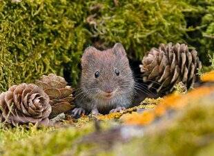 L'Ami des Jardins 1183 Rongeur