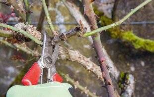 L'Ami des Jardins 1183 En hiver, on taille…