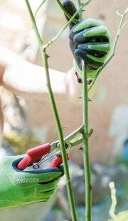 L'Ami des Jardins 1183 En été, on taille…