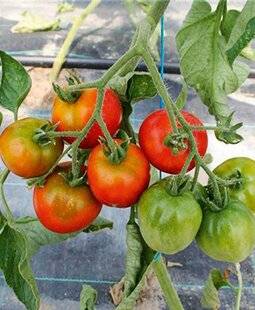 L'Ami des Jardins 1183 UNE TOMATE PRÉCOCE