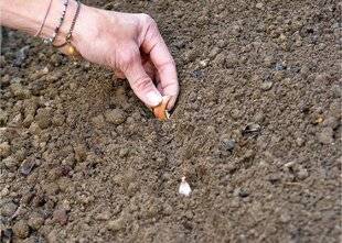 L'Ami des Jardins 1183 COMMENT PLANTER L'AIL