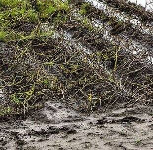 L'Ami des Jardins 1183 Ressuyage (du sol)