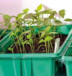 L'Ami des Jardins 1183 BIEN ÉCLAIRER LES SEMIS