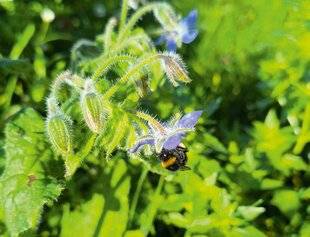 L'Ami des Jardins 1183 OBSERVER LES BOURDONS