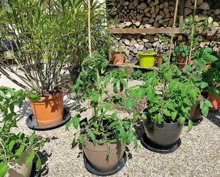 L'Ami des Jardins 1183 SEMER DES TOMATES HÂTIVES