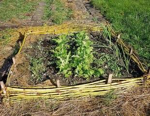 L'Ami des Jardins 1183 QUELQUES TECHNIQUES POUR HÂTER LES CULTURES