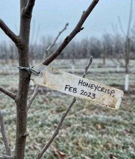 L'Ami des Jardins 1183 NE PAS LAISSER EN PLACE LES ÉTIQUETTES
