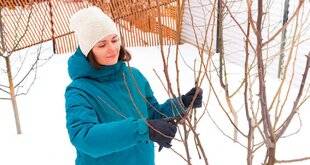 L'Ami des Jardins 1183 ENTRETENIR EN HIVER LES JEUNES ARBRES FRUITIERS