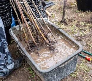L'Ami des Jardins 1183 LES PRÉCAUTIONS EN CAS D'UNE PLANTATION TARDIVE