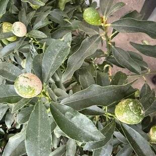 L'Ami des Jardins 1183 DES THRIPS SUR LE KUMQUAT