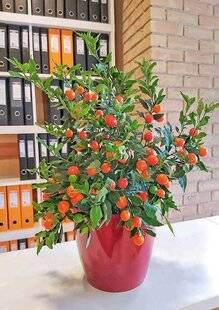 L'Ami des Jardins 1183 STIMULER LA FRUCTIFICATION