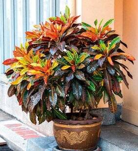 L'Ami des Jardins 1183 AVEC LES CROTONS, VIVE LA DIVERSITÉ !