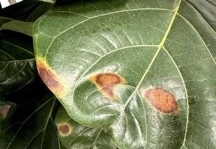 L'Ami des Jardins 1183 DES TACHES SUR LE FICUS À FEUILLE DE LYRE