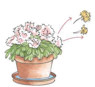 L'Ami des Jardins 1183 PROLONGER LA VIE DE VOTRE AZALÉE