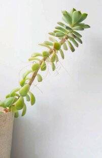 L'Ami des Jardins 1183 Étiolement