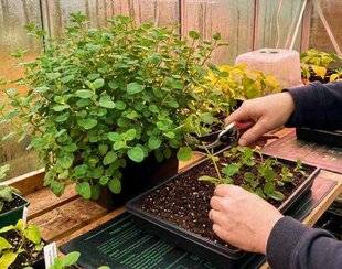 L'Ami des Jardins 1183 BOUTURER LES SAUGES ARBUSTIVES