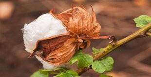 L'Ami des Jardins 1183 SEMER UN COTONNIER