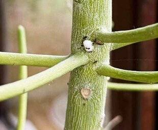 L'Ami des Jardins 1183 DES COCHENILLES SUR L'EUPHORBE-CRAYON