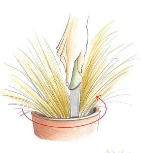 L'Ami des Jardins 1183 COUP DE JEUNE POUR LES GRAMINÉES