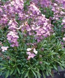 L'Ami des Jardins 1183 DES POTÉES PARFUMÉES