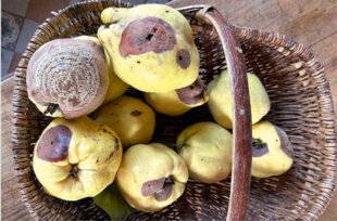 L'Ami des Jardins 1183 Mes coings sont maladesRÉPONSE D'EXPERT