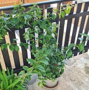 L'Ami des Jardins 1183 Comment protéger mon bougainvillier cet hiver ?