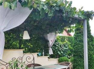 L'Ami des Jardins 1183 UNE TREILLE TRÈS PRODUCTIVE