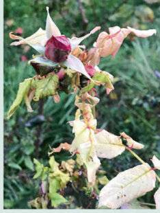 L'Ami des Jardins 1183 Qu'arrive-t-il à mes rosiers ?