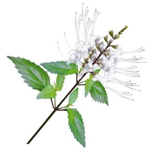 L'Ami des Jardins 1183 LE THÉ DE JAVA allié du drainage naturel