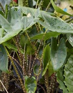 L'Ami des Jardins 1183 ALOCASIA ZEBRINA