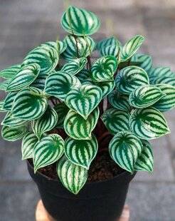 L'Ami des Jardins 1183 PEPEROMIA ARGYREIA