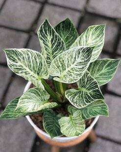 L'Ami des Jardins 1183 PHILODENDRON 'BIRKIN'