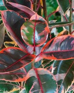 L'Ami des Jardins 1183 FICUS ELASTICA 'BELIZE'