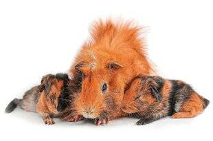 L'Ami des Jardins 1183 La gestation