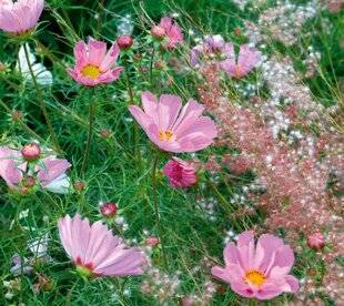 L'Ami des Jardins 1184 Des fleurs originales