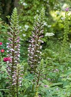 L'Ami des Jardins 1184 Maël Garré, responsable du site abbatial de Saint-Maurice